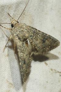 <i>Anarta trifolii</i>