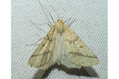 <i>Aspitates ochrearia</i>