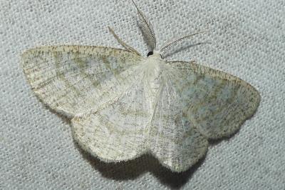 <i>Cabera exanthemata</i>