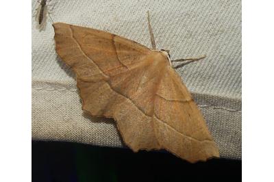 <i>Gerinia honoraria</i>