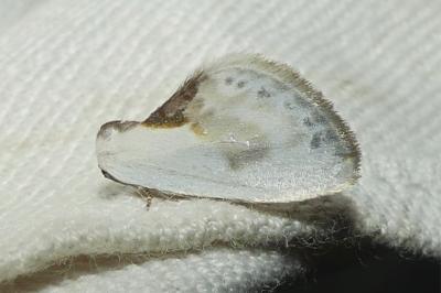 <i>Cilix glaucata</i>