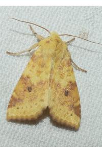 <i>Cirrhia icteritia</i>