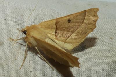 <i>Crocallis elinguaria</i>