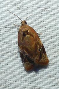 <i>Ditula angustiorana</i>