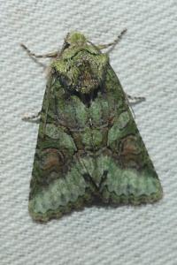 <i>Dryobotodes eremita</i>