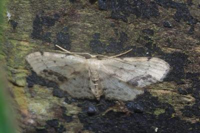 <i>Idaea dimidiata</i>