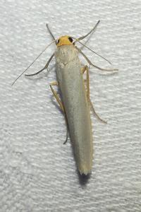 <i>Eilema caniola</i>