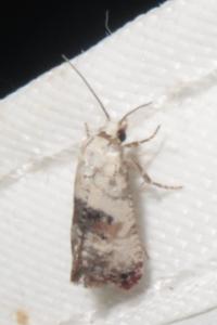 <i>Cochylis posterana</i>