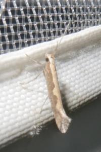 <i>Plutella xylostella</i>