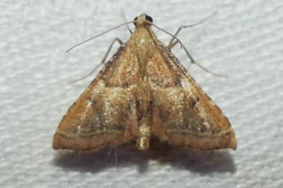 <i>Endotricha flammealis</i>
