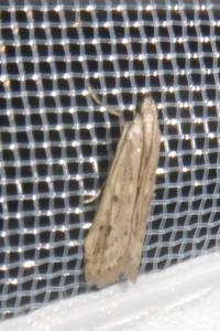 <i>Phycitodes</i>