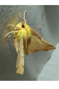 <i>Ennomos alniaria</i>