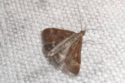 <i>Pyrausta despicata</i>