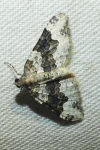 <i>Epirrhoe galiata</i>