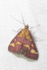 <i>Pyrausta purpuralis</i>