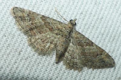 <i>Gymnoscelis rufifasciata</i>
