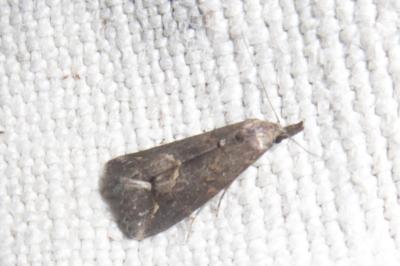 <i>Schrankia costaestrigalis</i>