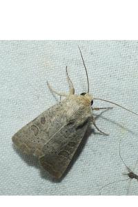 <i>Hoplodrina ambigua</i>