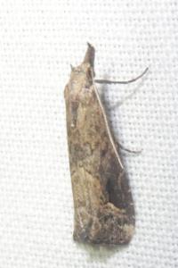 <i>Schrankia costaestrigalis</i>