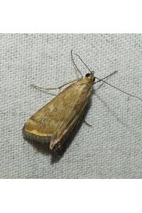 <i>Loxostege sticticalis</i>