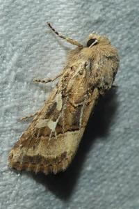 <i>Luperina dumerilii</i>