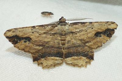 <i>Menophra abruptaria</i>