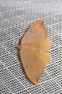 <i>Watsonalla binaria</i>
