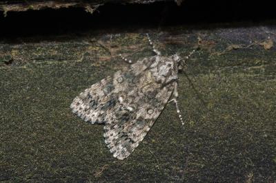 <i>Acronicta rumicis</i>