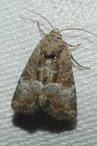 <i>Mesoligia furuncula</i>