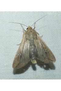 <i>Mythimna unipuncta</i>