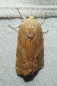 <i>Noctua fimbriata</i>