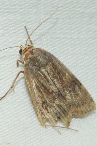 <i>Noctua janthe/janthina</i>