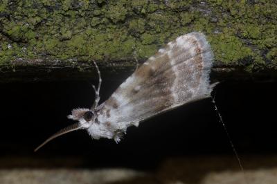 <i>Meganola albula</i>