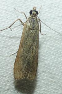 <i>Nomophila noctuella</i>