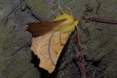 <i>Ennomos alniaria</i>