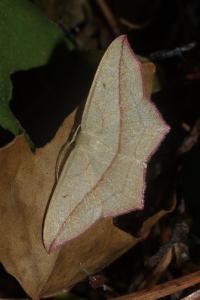 <i>Timandra comae</i>
