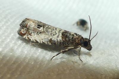 <i>Notocelia incarnatana</i>