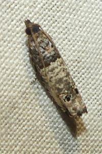 <i>Notocelia incarnatana</i>