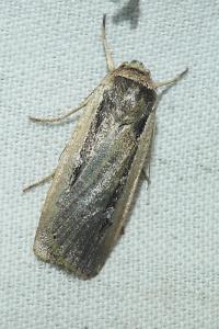 <i>Ochropleura leucogaster</i>