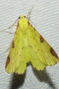 <i>Opisthograptis luteolata</i>