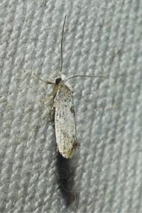 <i>Paraswammerdamia albicapitella</i>