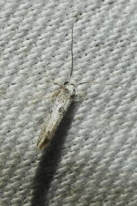 <i>Paraswammerdamia albicapitella</i>