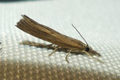 <i>Pediasia contaminella</i>