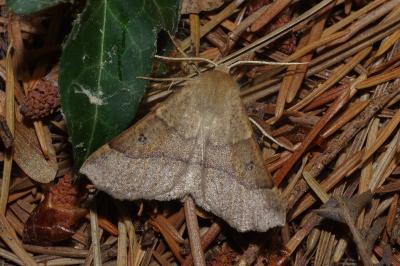 <i>Crocallis dardoinaria</i>