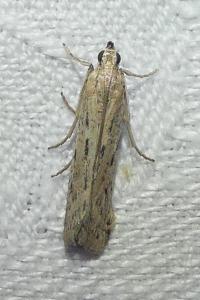 <i>Phycitodes</i>
