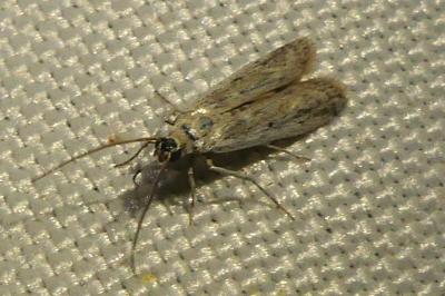 <i>Phycitodes</i>