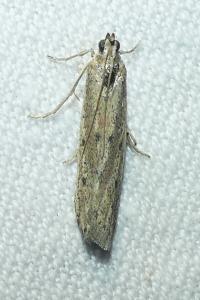 <i>Phycitodes</i>