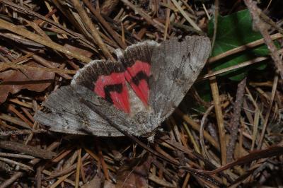 <i>Catocala electa</i>