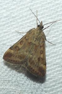 <i>Pyrausta despicata</i>