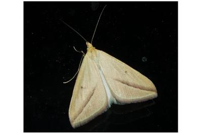 <i>Rhodometra sacraria</i>